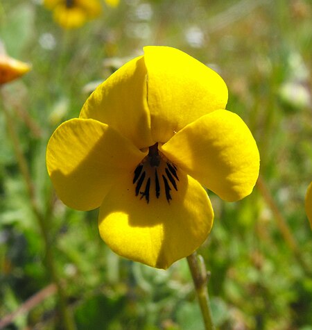 Viola_pedunculata