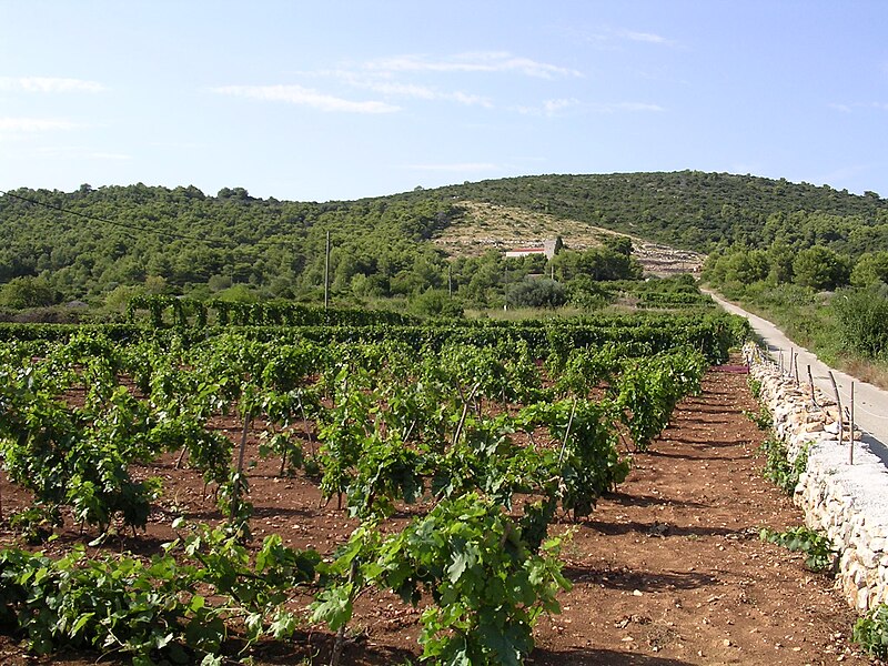 File:Vis vineyard.JPG