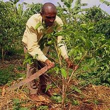 A coffee farmer in Rwanda. Voa murdock rwanda farming musangwa 300 oct2011.jpg