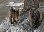 Miniatuur voor Bestand:Vultures in the nest, Orchha, MP, India.jpg