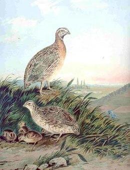 Putpelė (Coturnix coturnix)