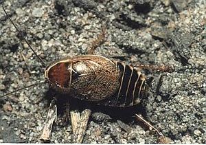 Blatte européenne, Ectobius sylvestris