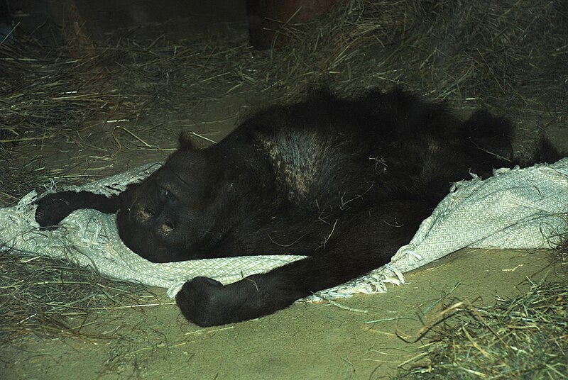 File:Washington DC Zoo - Orangutan 3a.jpg