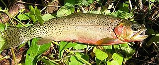 <span class="mw-page-title-main">Westslope cutthroat trout</span> Subspecies of fish