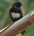 White-banded swallow