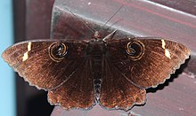 In Thrippunithura, Kerala. White-barred Owl Moth @ Thrippunithura.jpg