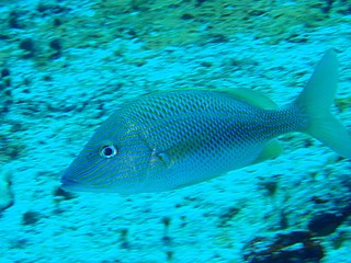 <i>Haemulon plumierii</i> Species of fish