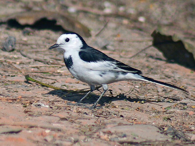 File:White Wagtail- (Non-breeding- leucopsis race) -I2- Kolkata IMG 6515.jpg