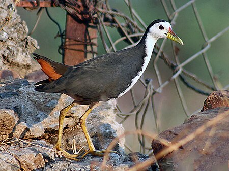 Tập_tin:White_breasted_Waterhen_I_IMG_0501.jpg