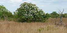 Wild Olive (Cordia boissieri), FM 1017, Jim Hogg County, Texas, USA (10 April 2016)