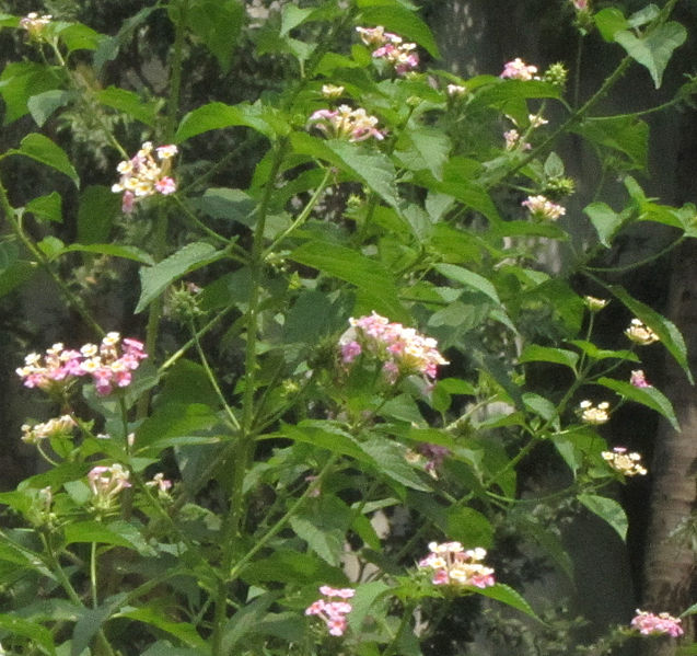 File:Wild flower, sinni.jpg