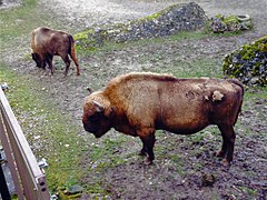 Day 76: Animal park, Goldau, Switzerland