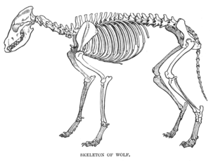 Wolf skeleton