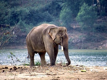 Tập_tin:Working_Elephant_Vietnam.jpg