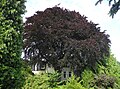 Faia de cobre (Fagus sylvatica 'Purpurea')