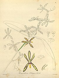 plate 4 Arachnis labrosa (as syn. Renanthera bilinguis)