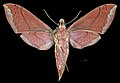 * Nomination Xylophanes mirabilis - △ Ventral side - Female. By User:Archaeodontosaurus --Olivier LPB 09:03, 20 December 2018 (UTC) * Promotion  Support Good quality. --XRay 10:18, 20 December 2018 (UTC)