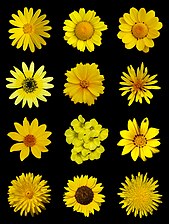 Poster of yellow flowers