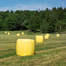 Part of the proceeds from the sale of yellow silage wrappings goes to childhood cancer research, Brastad, Sweden Yellow silage bales in Heden 3.jpg