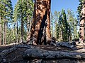 * Nomination Grizzly Giant at Mariposa Grove of Giant Sequoias in Yosemite National Park, California, USA --XRay 04:26, 3 November 2022 (UTC) * Promotion  Support Good quality. --Tournasol7 05:09, 3 November 2022 (UTC)