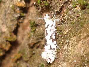 Ypsolopha sequella 01.JPG