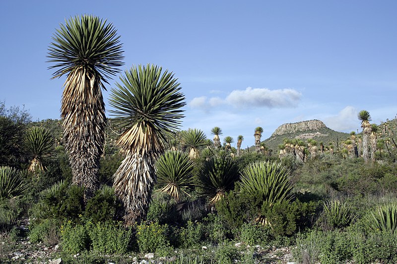 File:Yucca forest.jpg