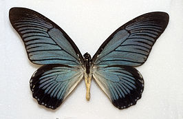 Papilio zalmoxis