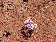 Unidentified Zaluzianskya in Bushmanland, less than 5 cm (2 in) across, flowering after unusual rains