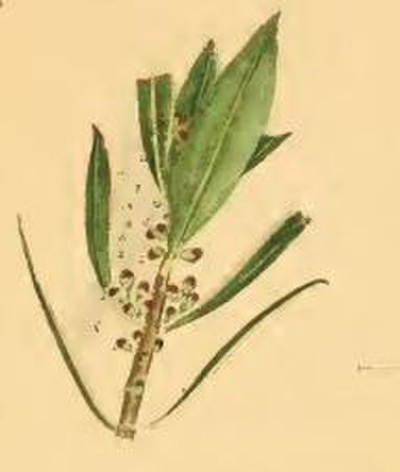 Tập_tin:Zelleria_hepariella_a_branch_of_Phyllyrea_with_larval_web.JPG