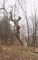 Zichtau Oak, 2007