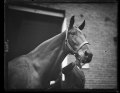 "General" the horse picked by Pres. Coolidge as his mount LCCN2016892556.tif