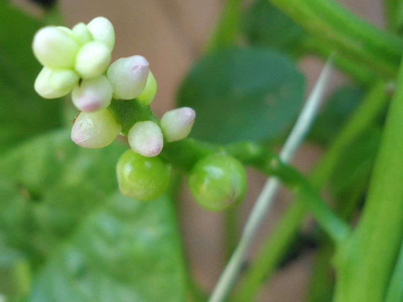 File:(Basella alba) Malabar spinach flower at Bandlaguda.JPG