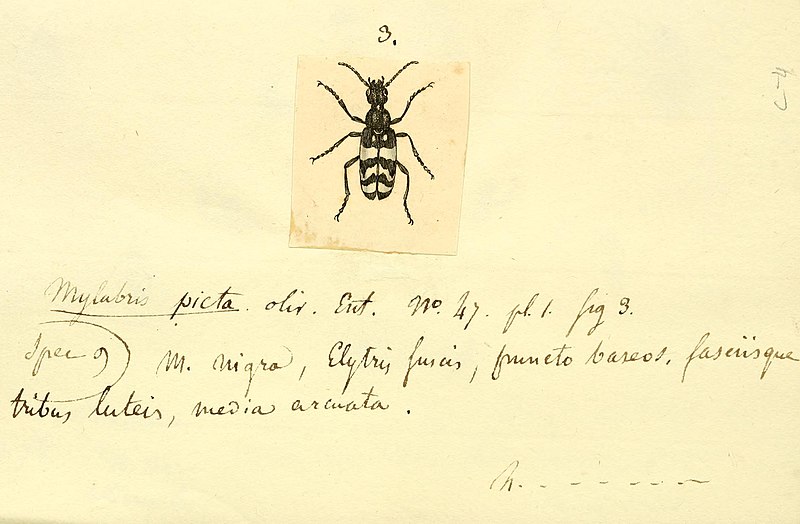 File:(Beetles) BHL12733071.jpg