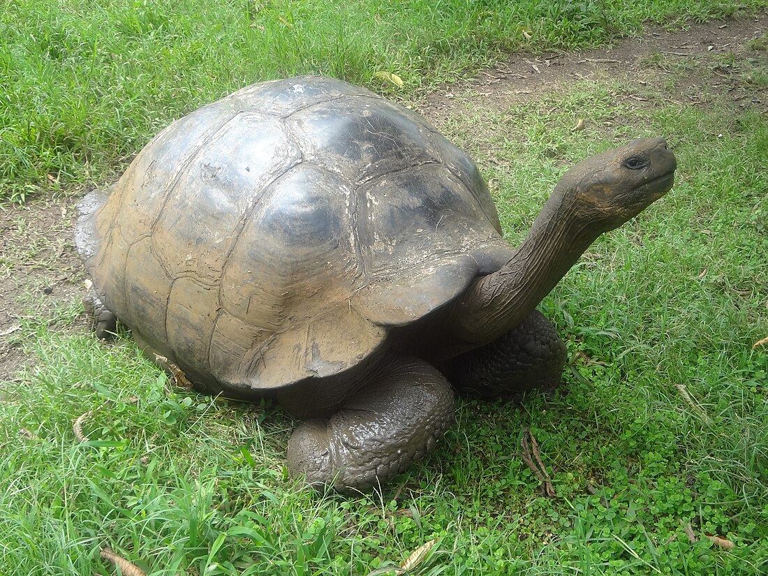 File:(Chelonoidis nigra) El Chato Reserve, Santa Cruz Galapagos )pic. f.JPG