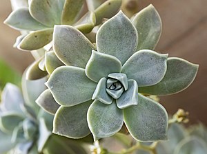 Graptopetalum Paraguayense