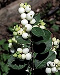 Miniatura para Symphoricarpos albus