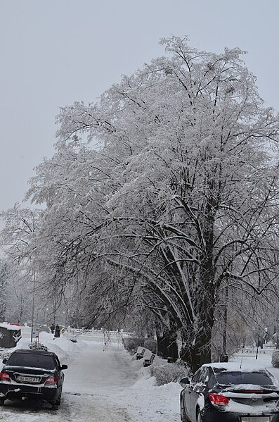 File:Парк имени Чекмана зимой. Хмельницкий. Фото 1.jpg