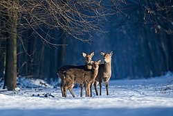 Вікі Любить Землю