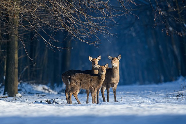 Три самки оленя в национальном природном парке «Кременецкие горы» Тернопольской области Украины, февраль 2021