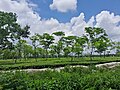 Batabari Tea Garden