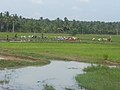 06:59, 23 மார்ச்சு 2018 இலிருந்த பதிப்புக்கான சிறு தோற்றம்