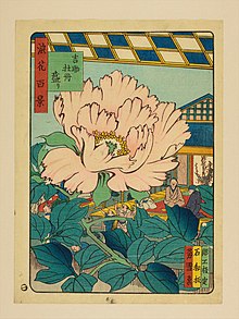 ボタン 植物 Wikipedia