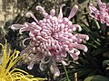 菊花-蓮座型 Chrysanthemum morifolium Lotus-plate-tubular-series -香港圓玄學院 Hong Kong Yuen Yuen Institute- (9193425194).jpg
