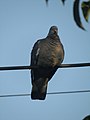 -2019-07-23 Wood Pigeon (Columba palumbus), Trimingham, Norfolk (2).JPG