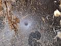 ... tunnel sheet spider's web (6721163571).jpg