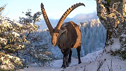 Wild alpine ibex at Creux du Van with snow during holden hour Licensing: CC-BY-SA-4.0