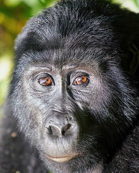 File:068 Mountain gorilla close-up at Bwindi Impenetrable Forest National Park Photo by Giles Laurent.jpg