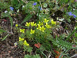 Ceratocephala orthoceras