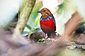 "0A2A4626_Blue-banded_Pitta.jpg" by User:JJ Harrison