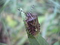 English: Dolycoris baccarum Polski: Plusknia jagodziak